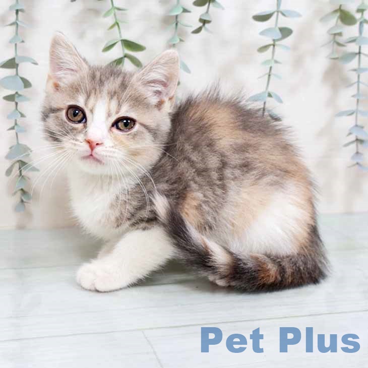 スコティッシュフォールド