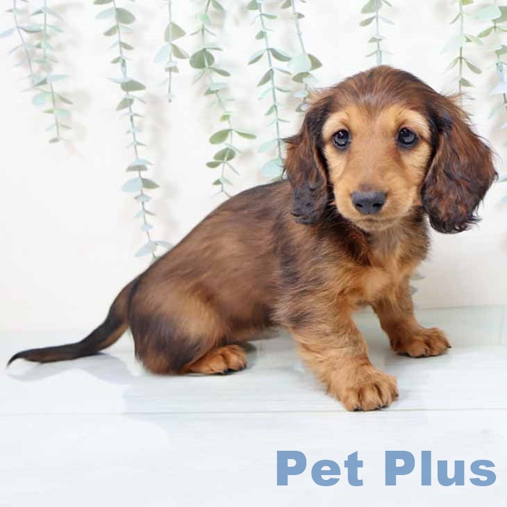 ミニチュア・ダックスフンド