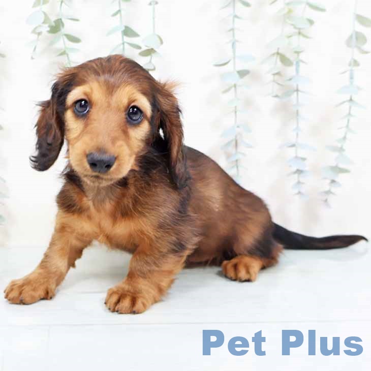 ミニチュア・ダックスフンドの写真2