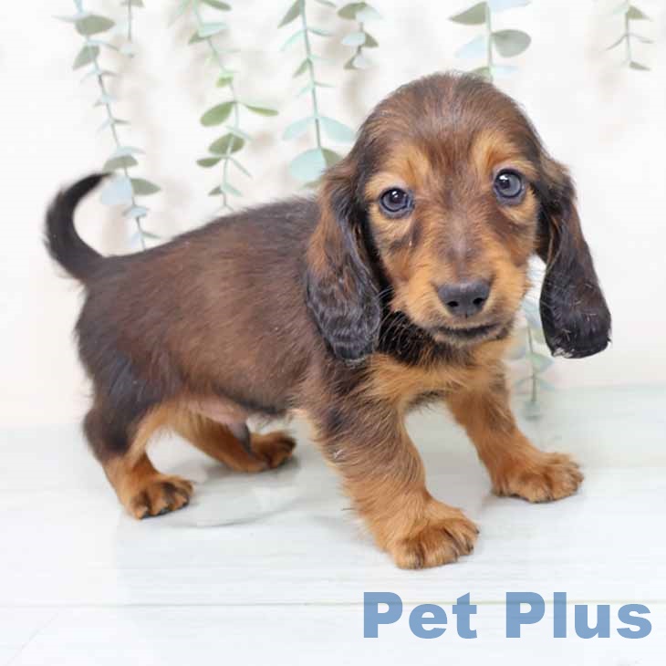 ミニチュア・ダックスフンド