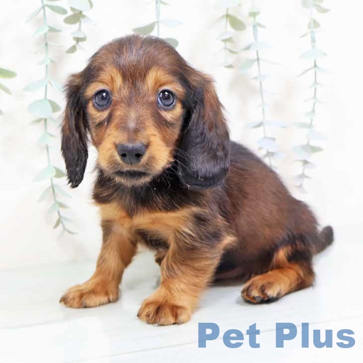 ミニチュア・ダックスフンドの写真2