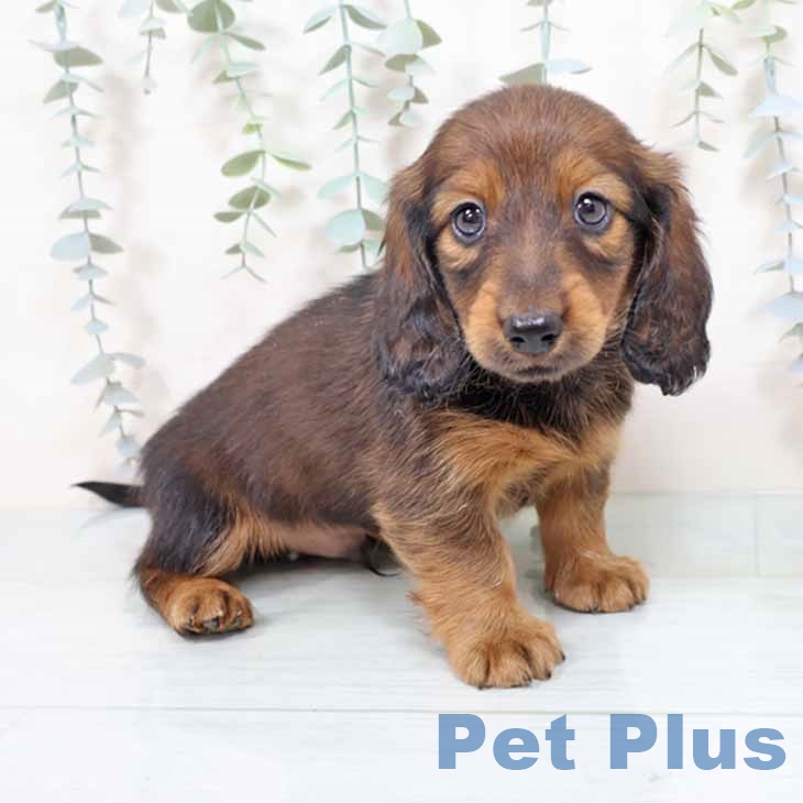 ミニチュア・ダックスフンド