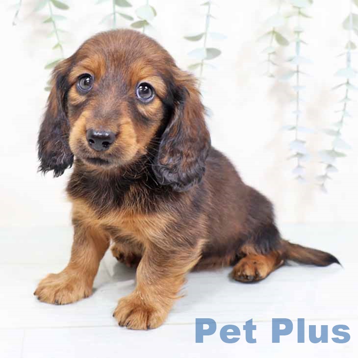 ミニチュア・ダックスフンドの写真2