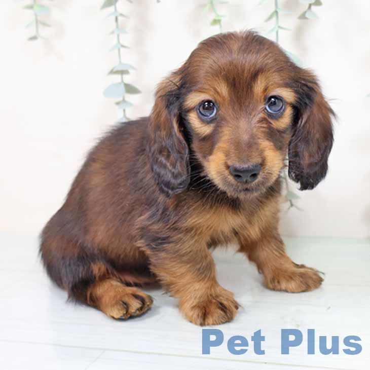 ミニチュア・ダックスフンド