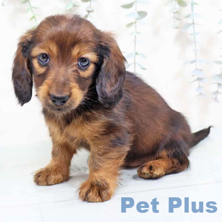 ミニチュア・ダックスフンドの写真2