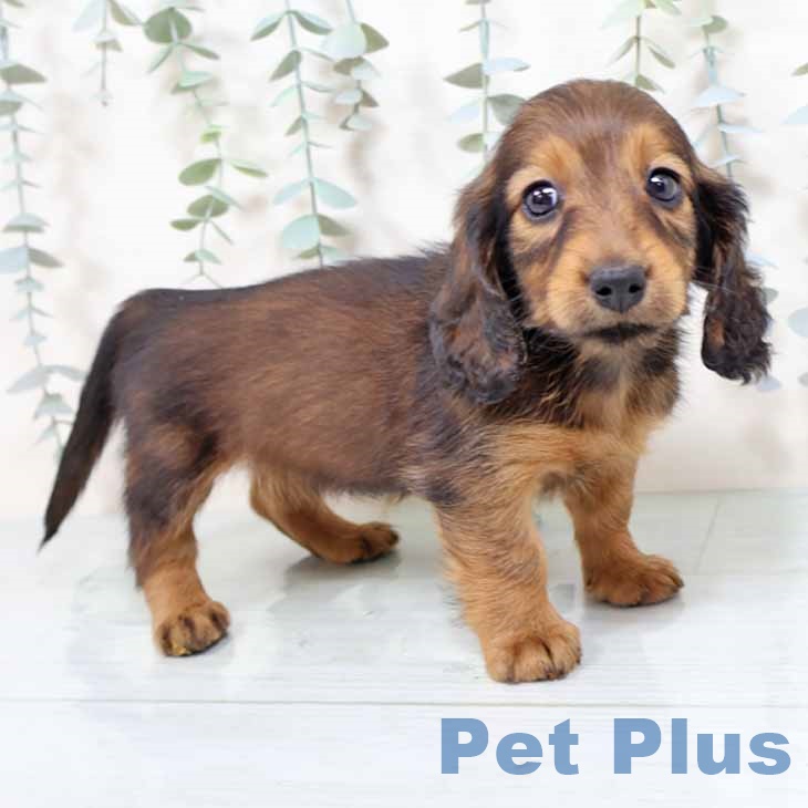 ミニチュア・ダックスフンド