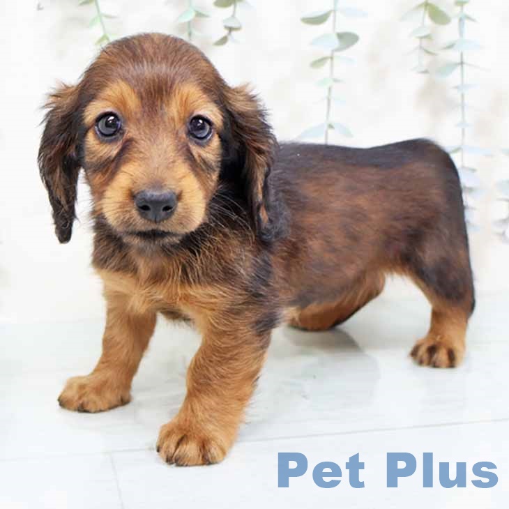 ミニチュア・ダックスフンドの写真2