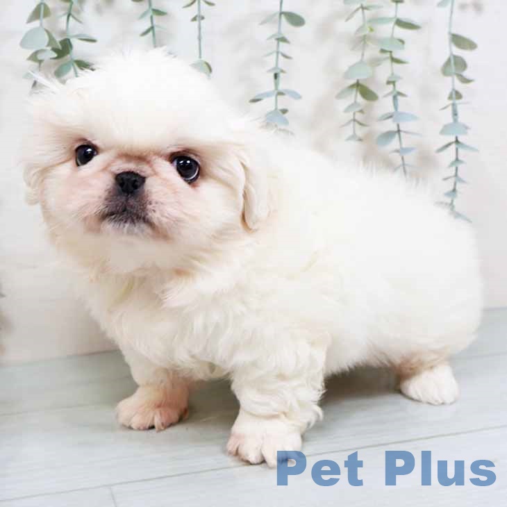 ペキニーズの写真2
