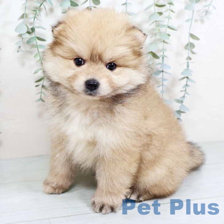 ポメラニアンの写真2