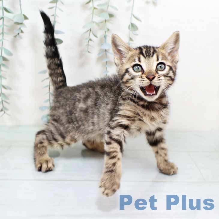 ベンガルの写真2