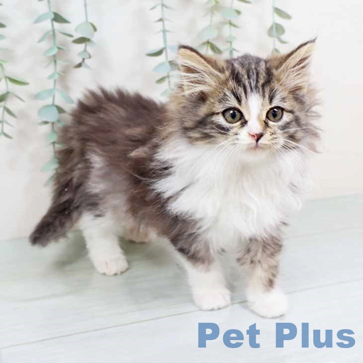 ノルウェージャンフォレストキャットの写真2