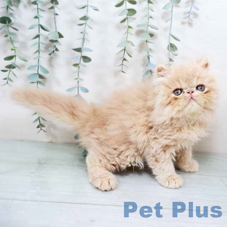 エキゾチックの写真2