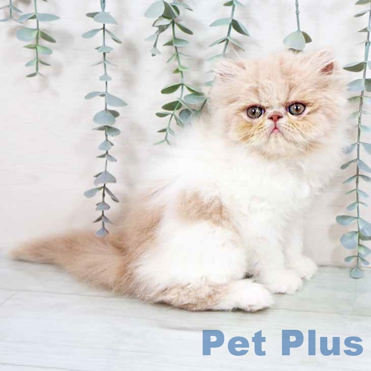 エキゾチックの写真2