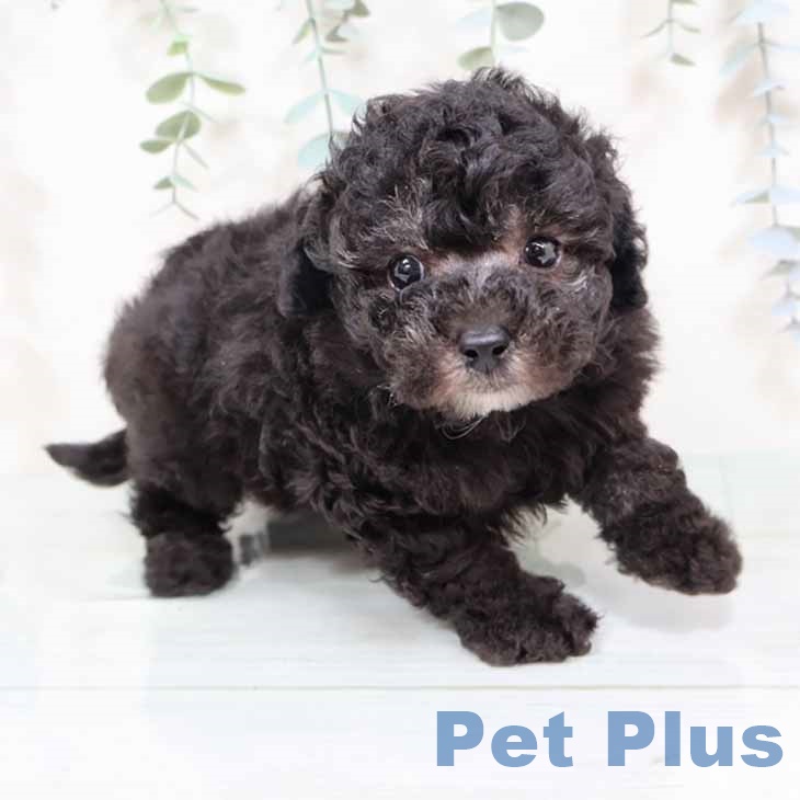 トイ・プードル