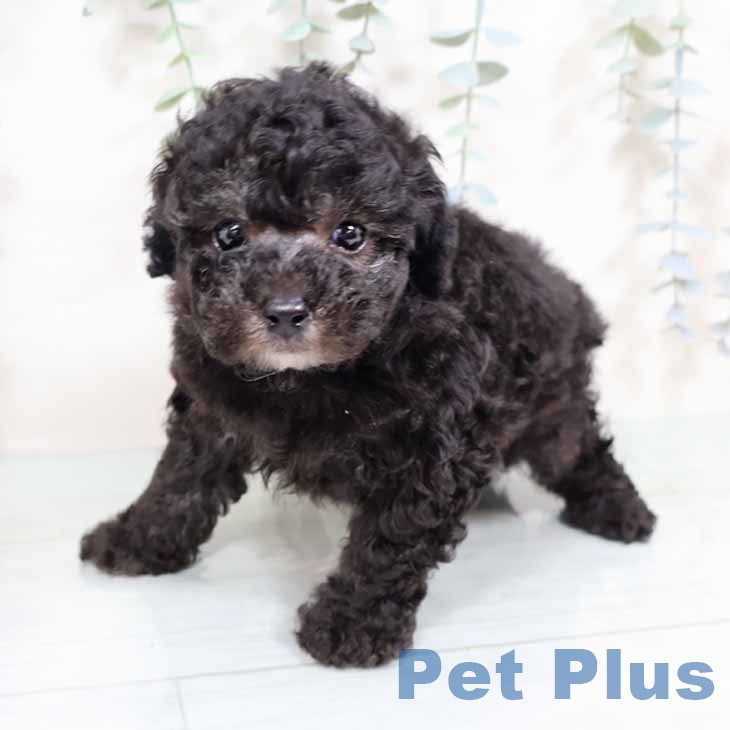 トイ・プードルの写真2