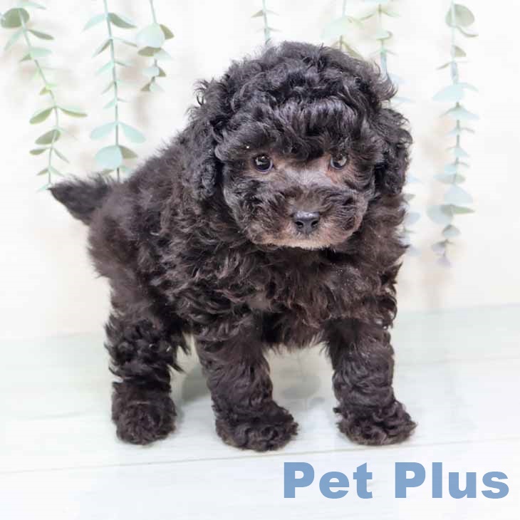 トイ・プードル