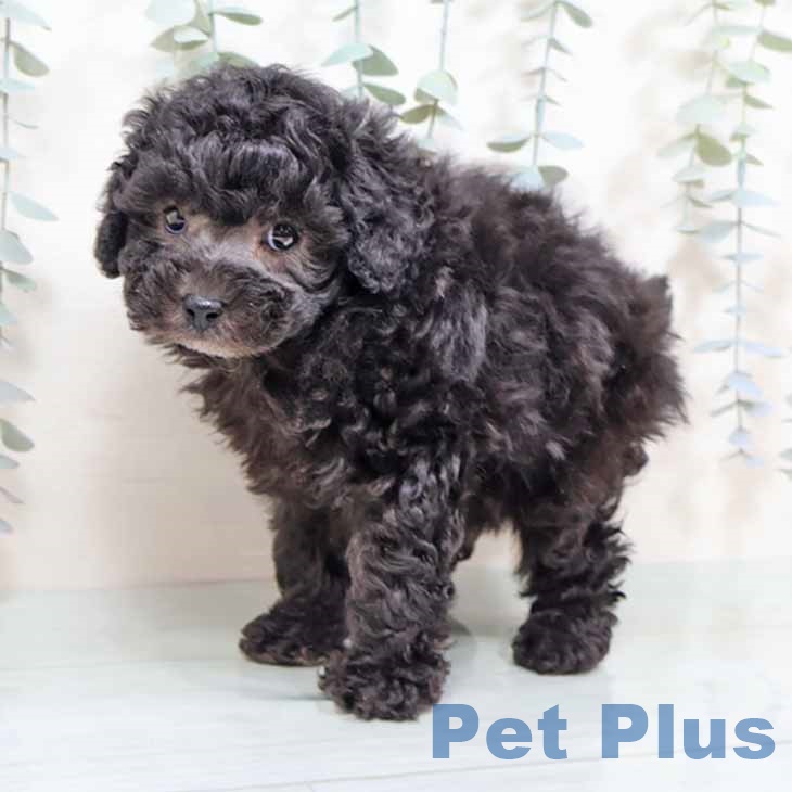 トイ・プードル