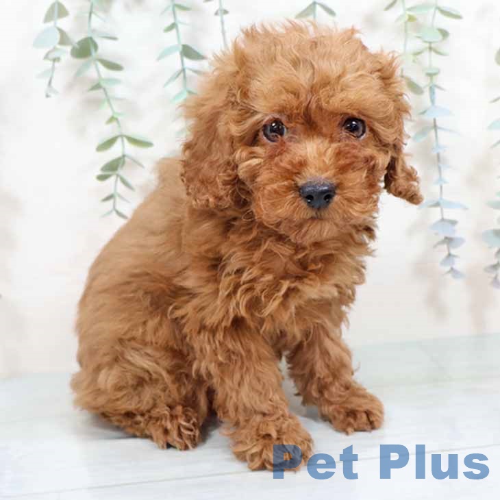 トイ・プードル