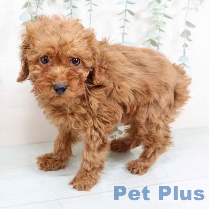 トイ・プードルの写真2