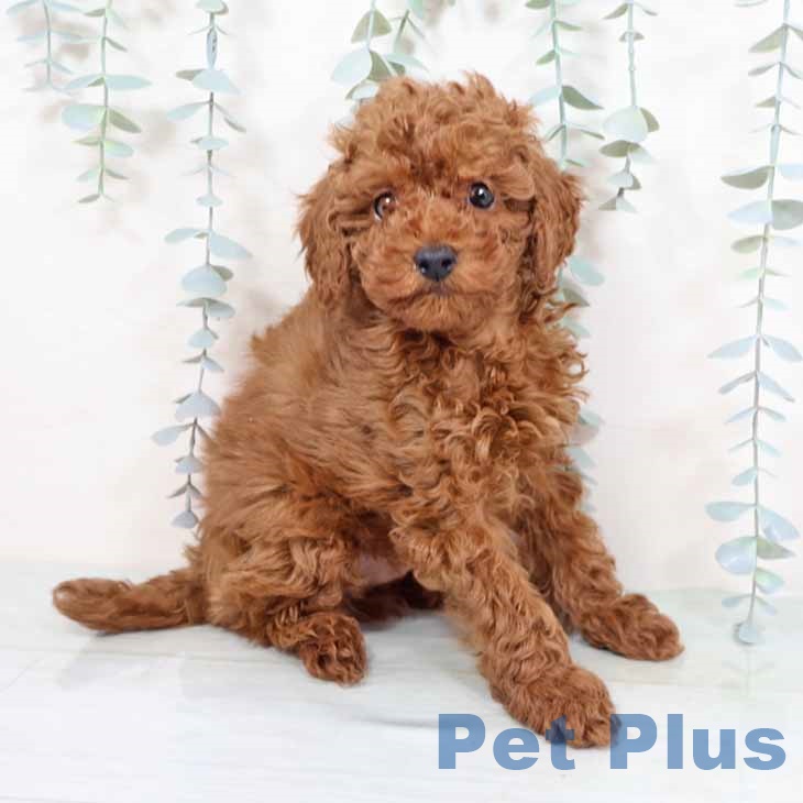 トイ・プードル