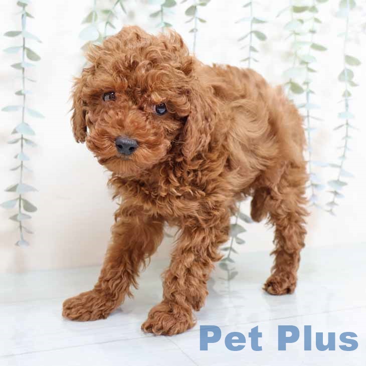 トイ・プードルの写真2