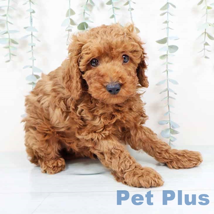 トイ・プードル