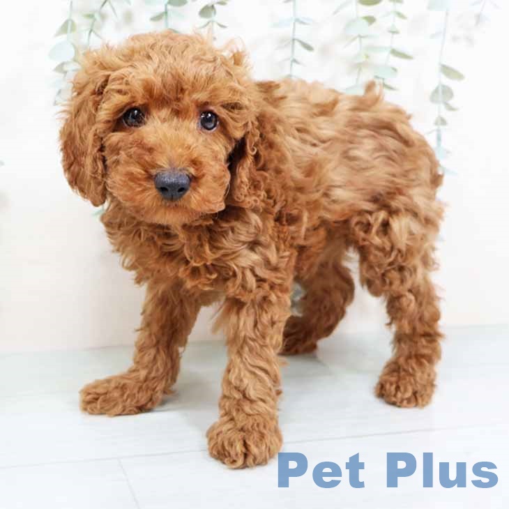 トイ・プードル