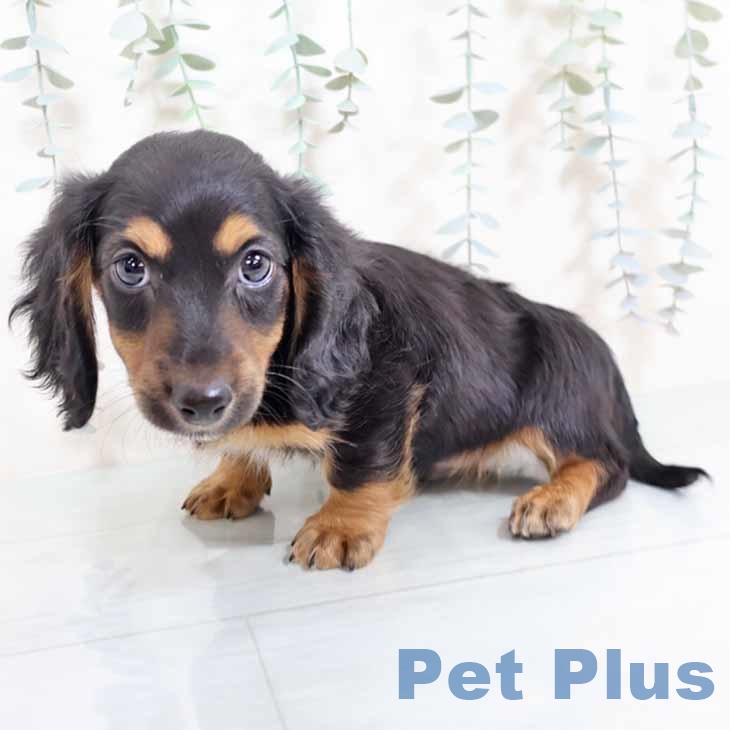 ミニチュア・ダックスフンド