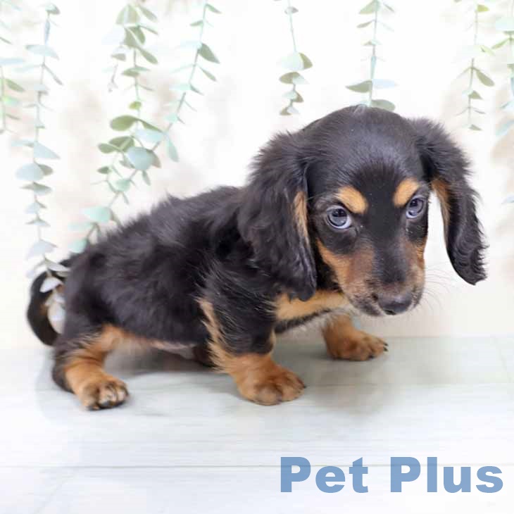 ミニチュア・ダックスフンド