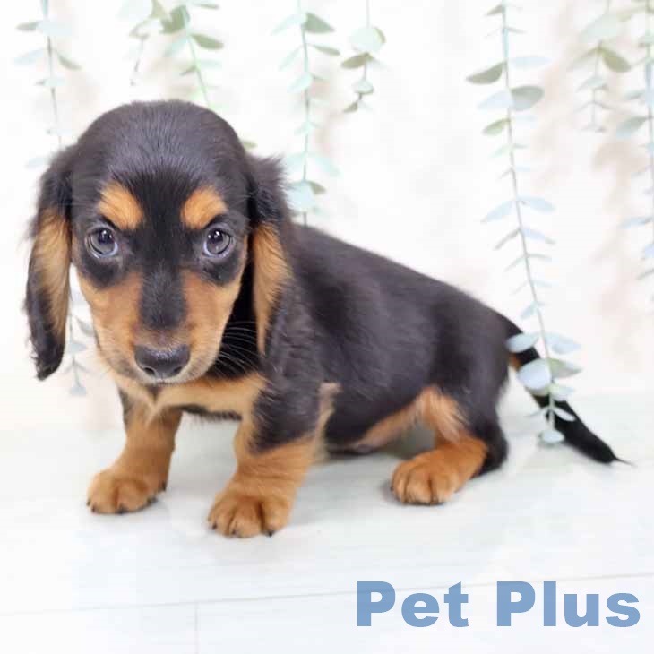 ミニチュア・ダックスフンド