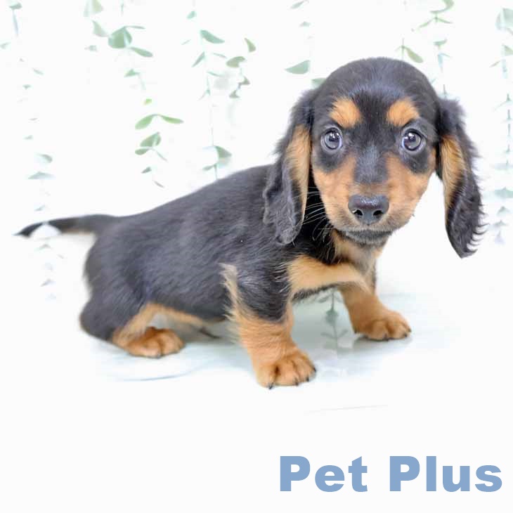 ミニチュア・ダックスフンド