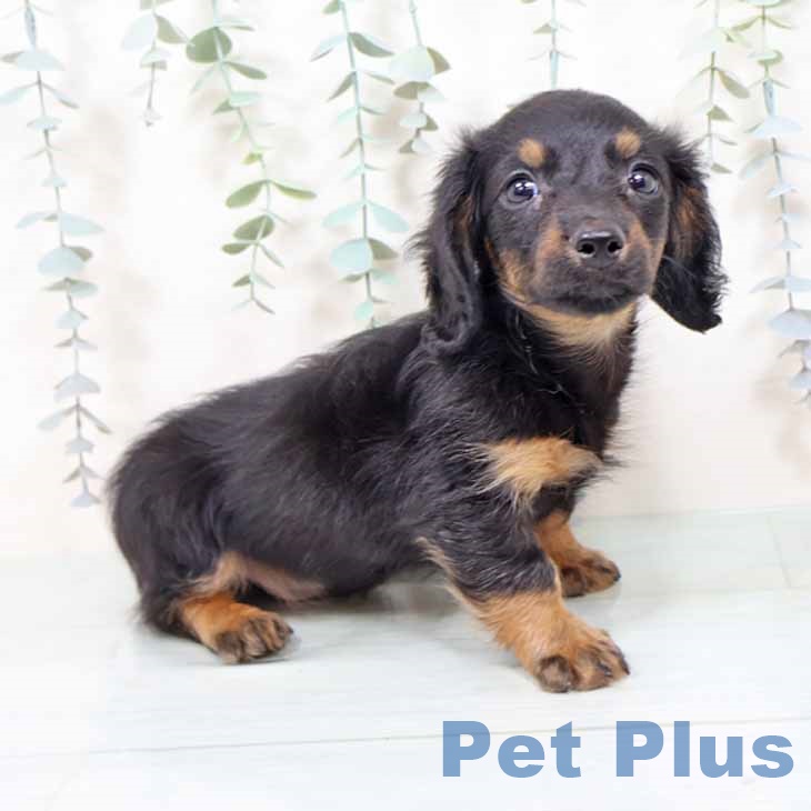 ミニチュア・ダックスフンド