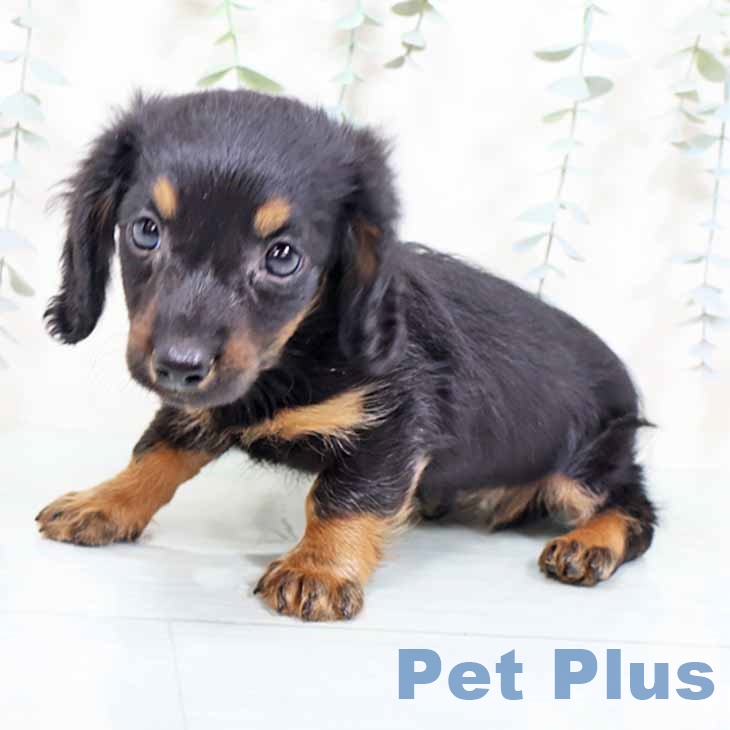 ミニチュア・ダックスフンド