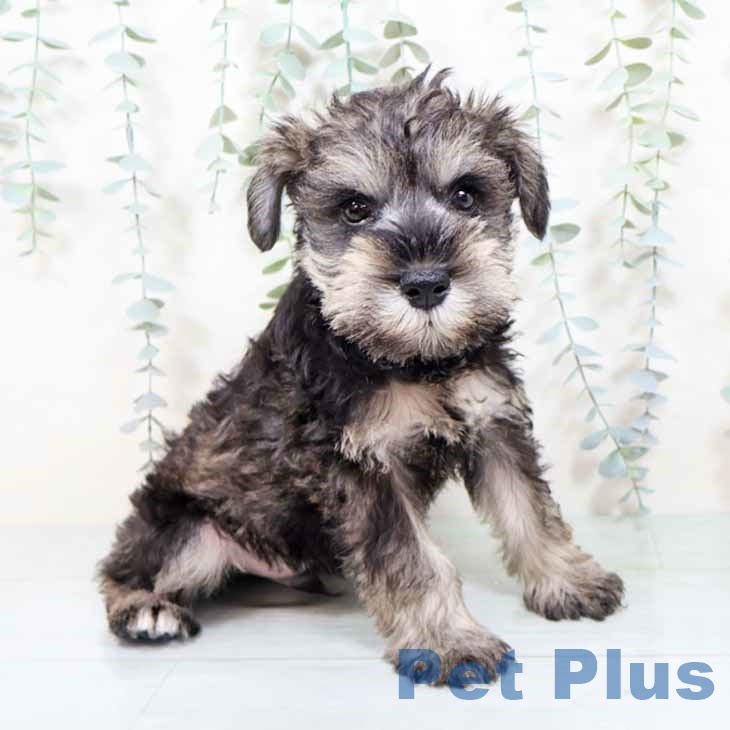 ミニチュア・シュナウザー