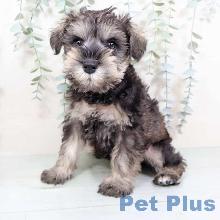 ミニチュア・シュナウザー