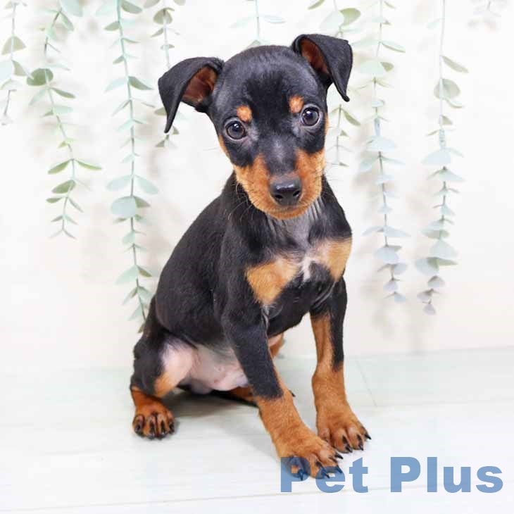 ミニチュア・ピンシャー