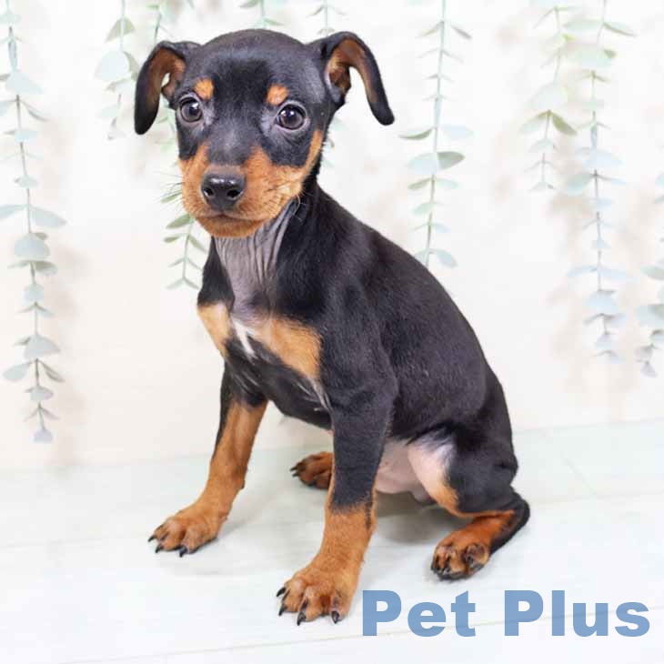 ミニチュア・ピンシャー