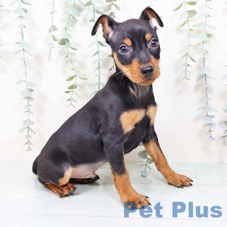 ミニチュア・ピンシャー