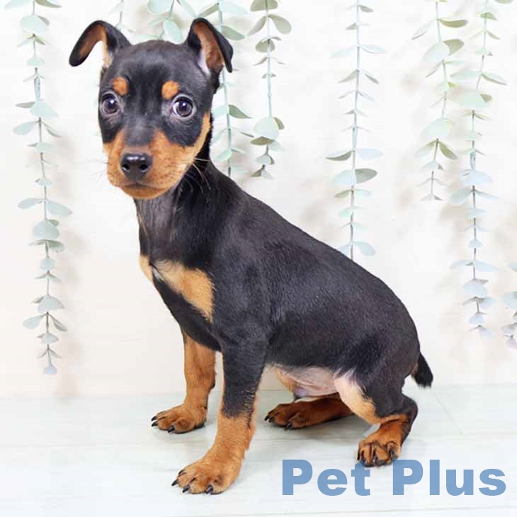 ミニチュア・ピンシャー