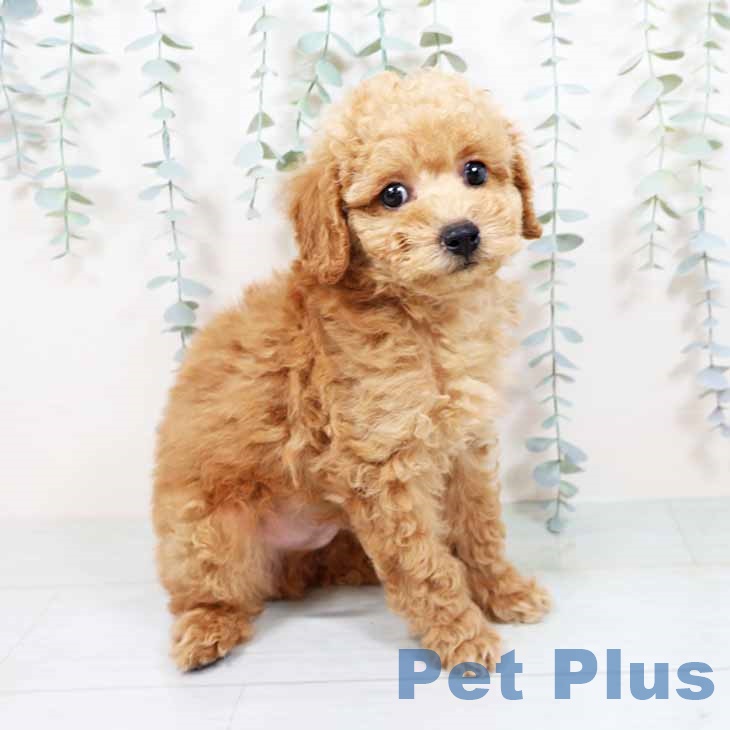 トイ・プードルの写真2