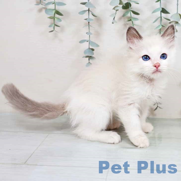 ラグドールの写真2