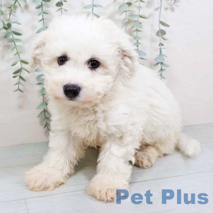 ビション・フリーゼ