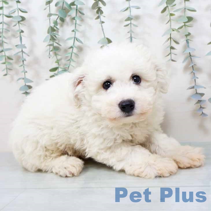 ビション・フリーゼの写真2