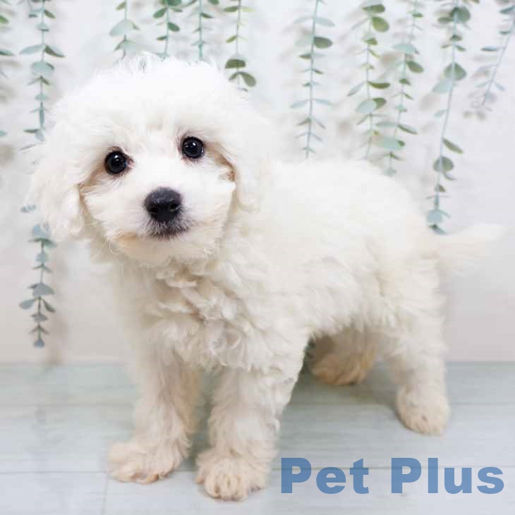 ビション・フリーゼ