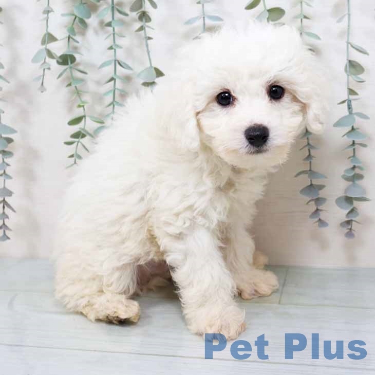 ビション・フリーゼ