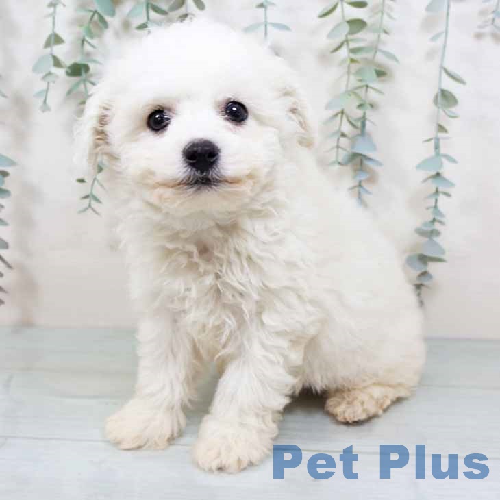 ビション・フリーゼ