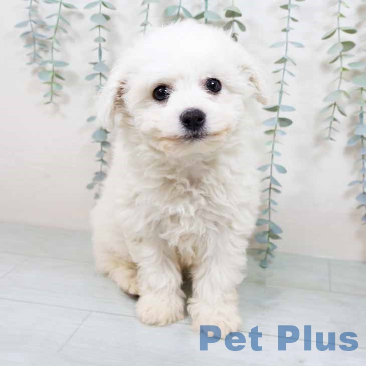 ビション・フリーゼ