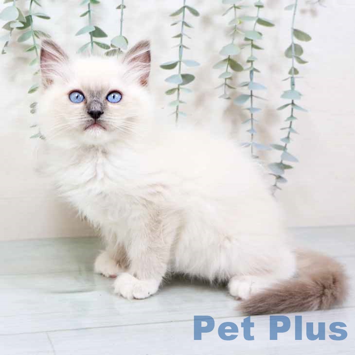 ラグドールの写真2