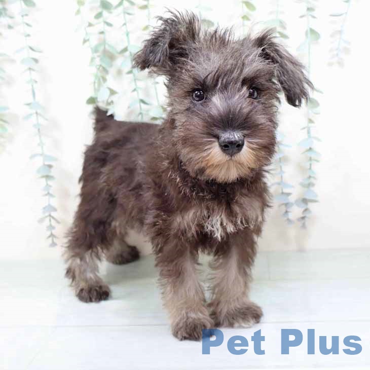 ミニチュア・シュナウザー