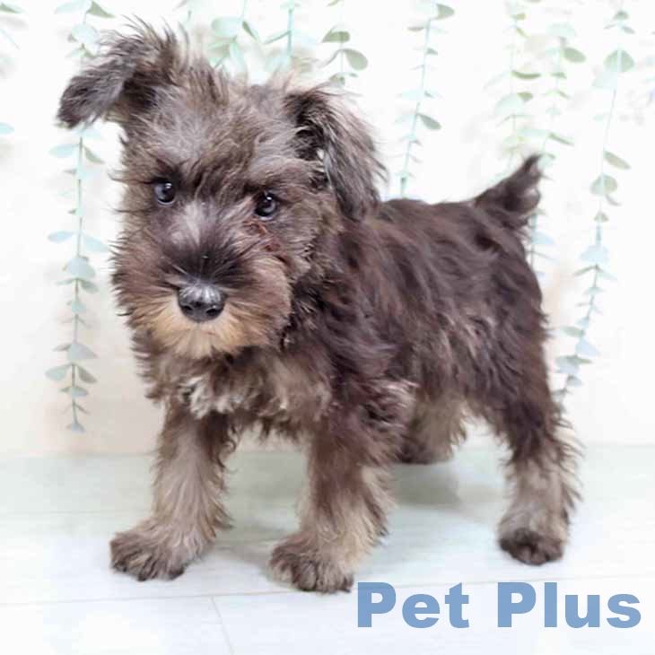 ミニチュア・シュナウザーの写真2